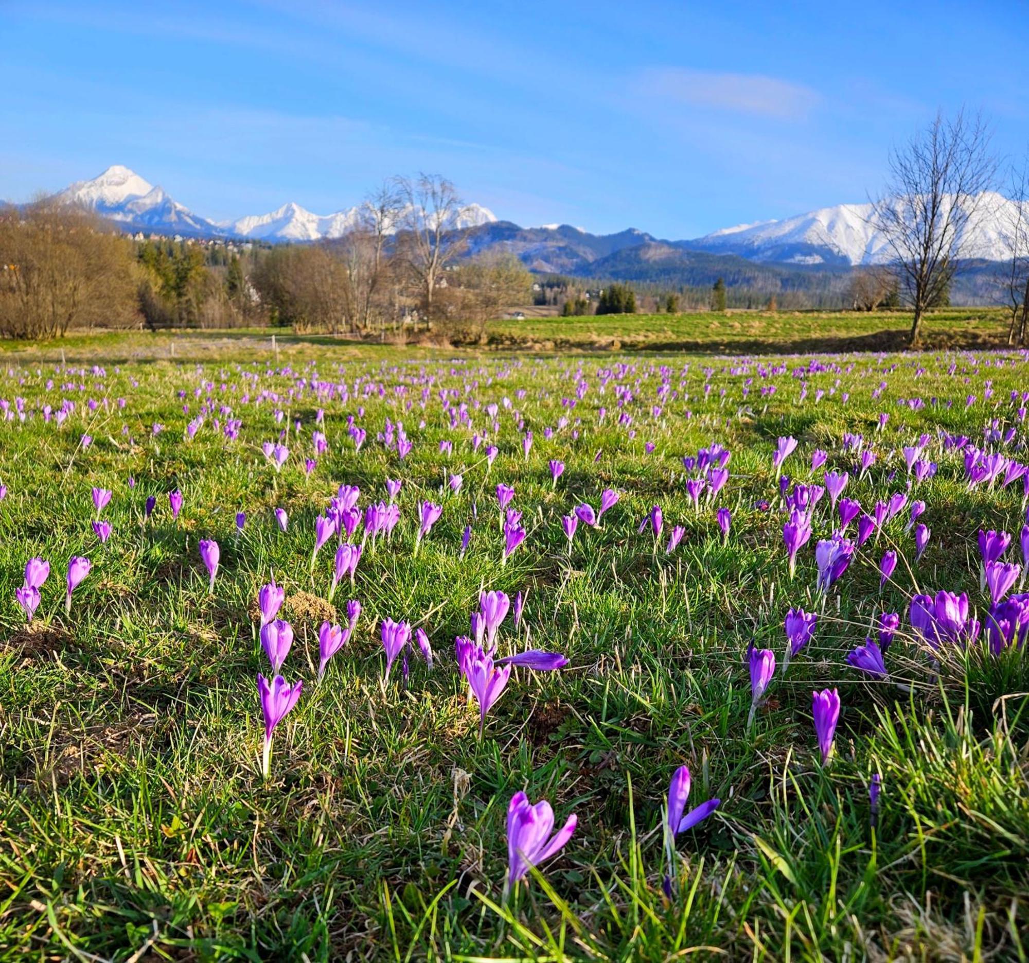 Goralska Chatka 3 Highland Cottage - Jacuzzi, Sauna, Split Ac, Private Parking, Mountains View Zakopane Eksteriør billede